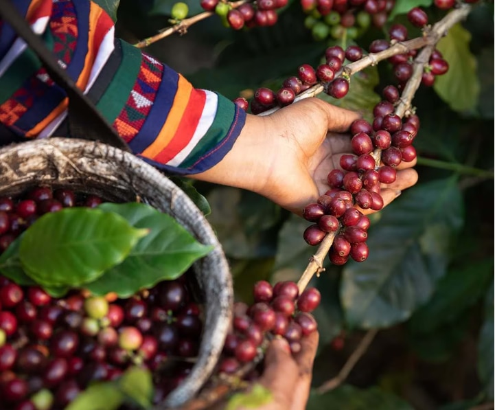 Café de orígenes sustentables